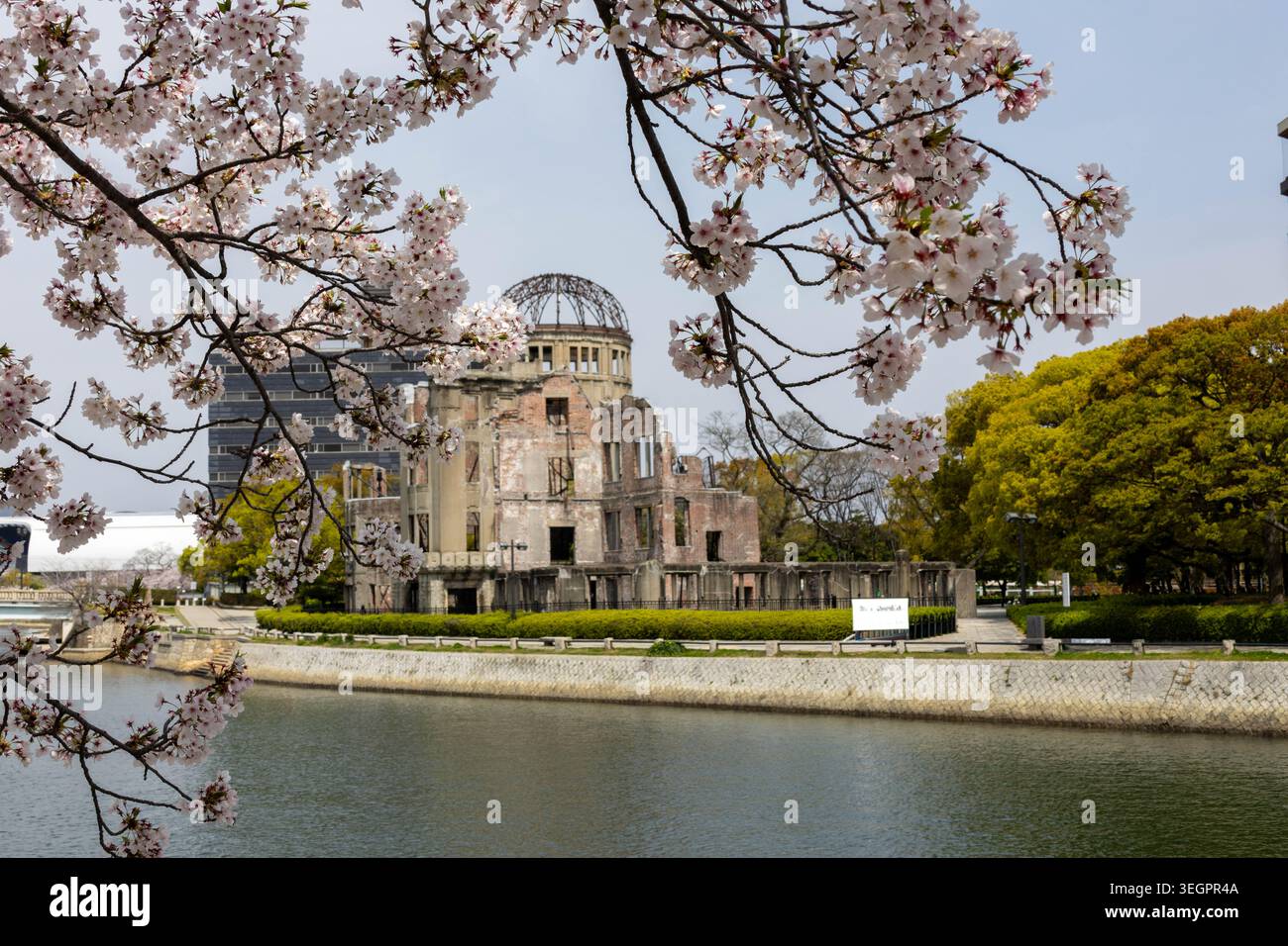 A Sakura cherry blossom tree in the Peace Memorial Park, Motoyasu river ...