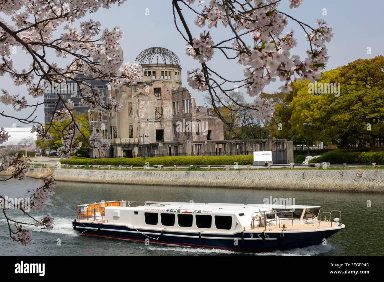 A Sakura cherry blossom tree in the Peace Memorial Park, Motoyasu river ...