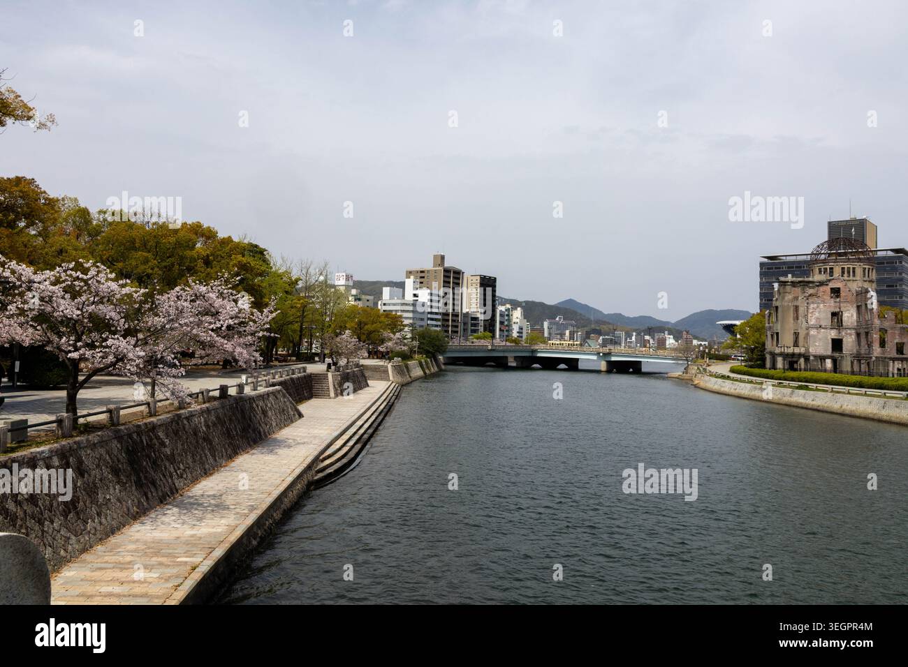 A Sakura cherry blossom tree in the Peace Memorial Park, Motoyasu river ...
