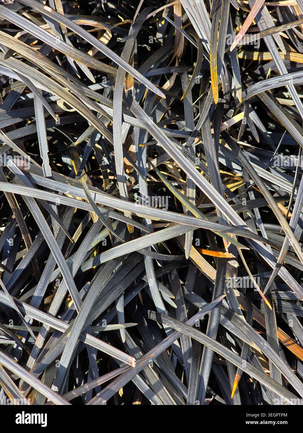Abstract Black Ornamental Grass Leaves Texture Background Stock Photo ...