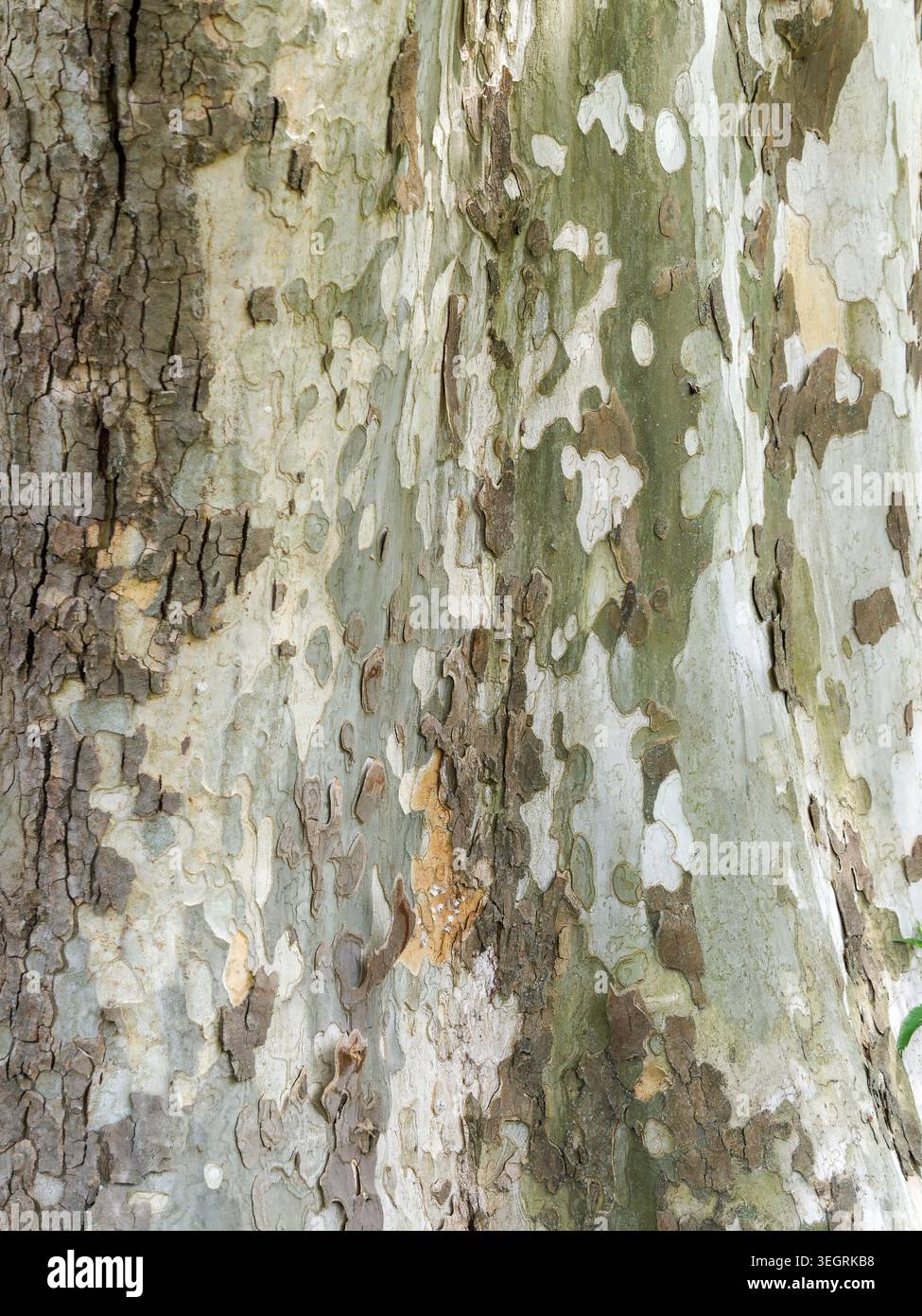 Mottled peeling bark texture of a plane tree Stock Photo