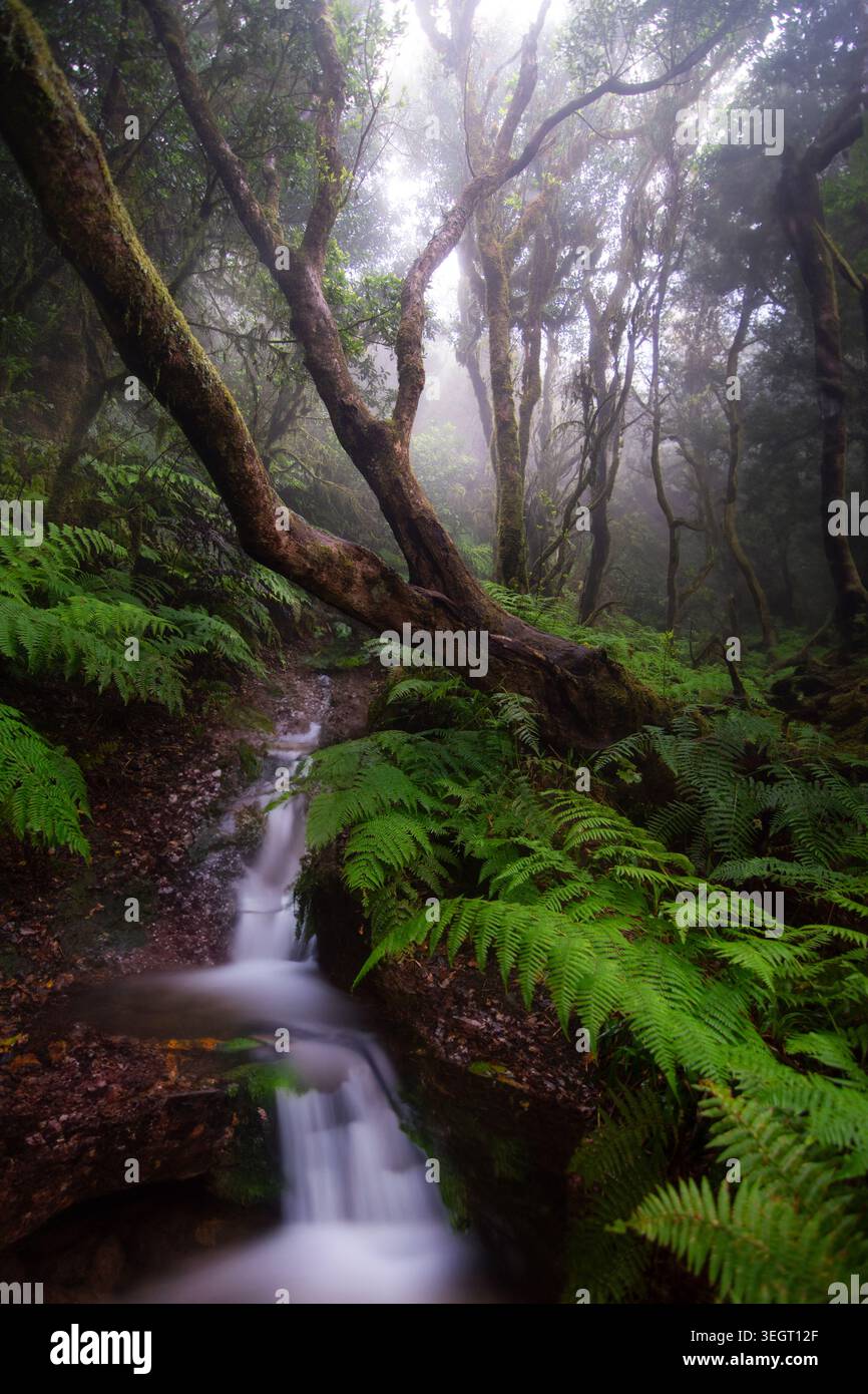 The Anaga Rural Park, in Tenerife, is home to one of the best-preserved ...