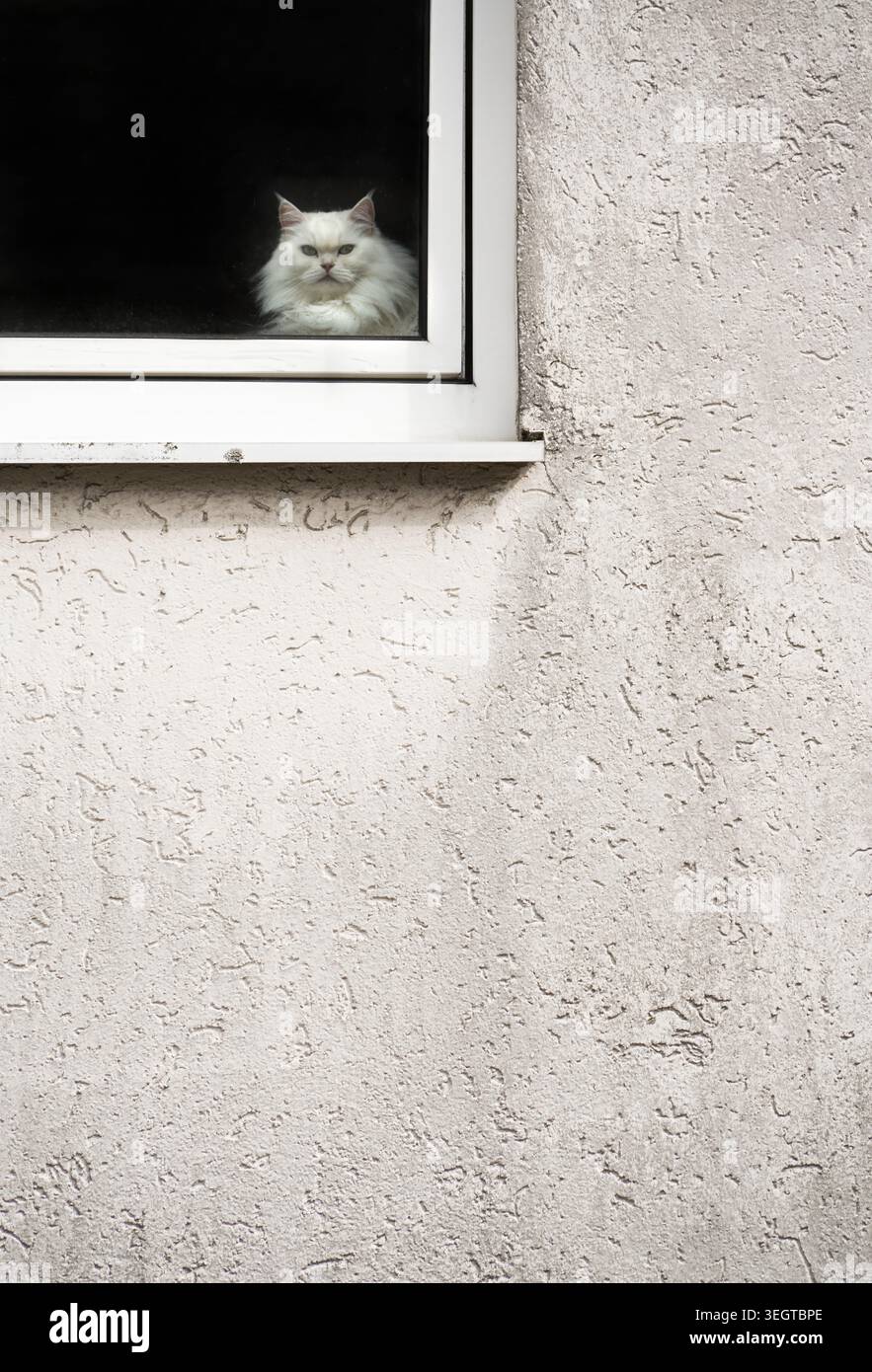 An Turkish Angora cat sits bored behind a window in a house with a dirty, white wall, Germany, Europe Stock Photo