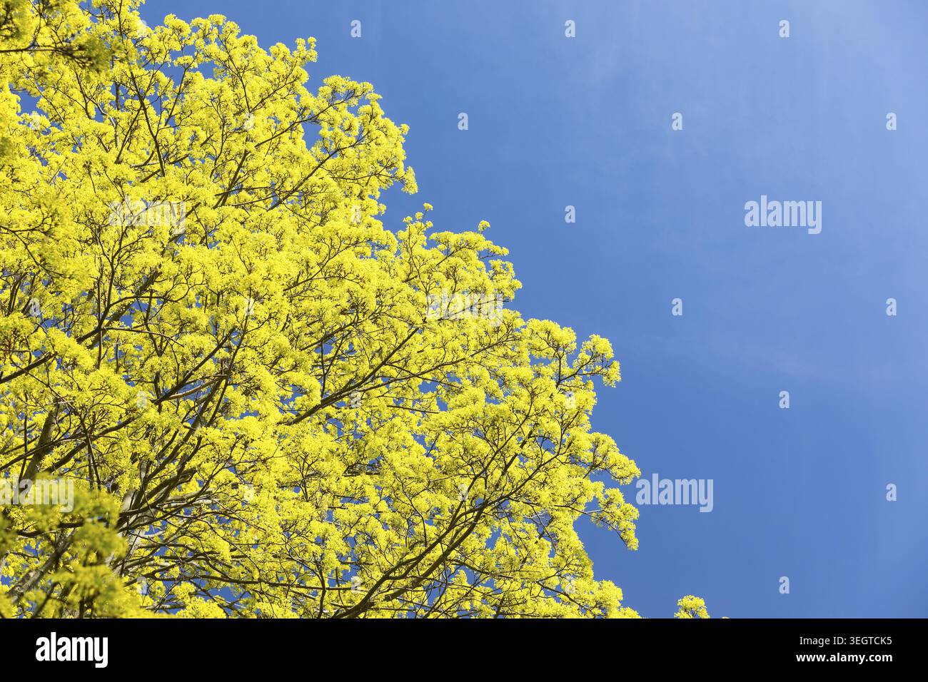 Maple (acer) in bloom against a blue sky Stock Photo
