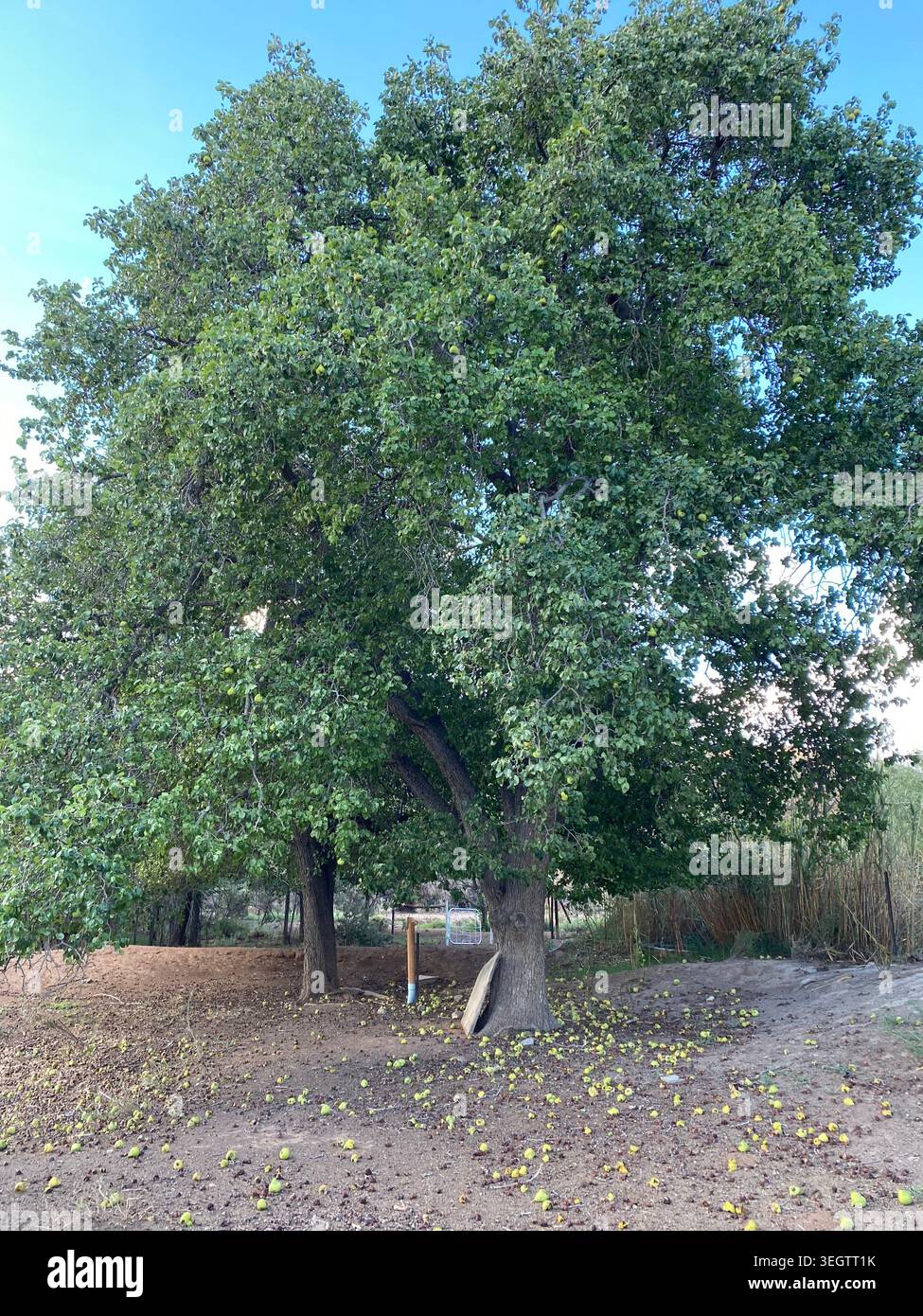 Giant pear tree Stock Photo