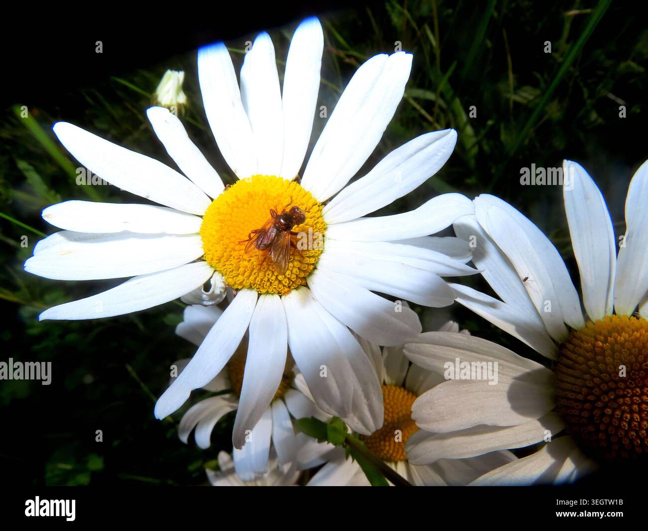 Crawlers 2026 hi-res stock photography and images - Alamy
