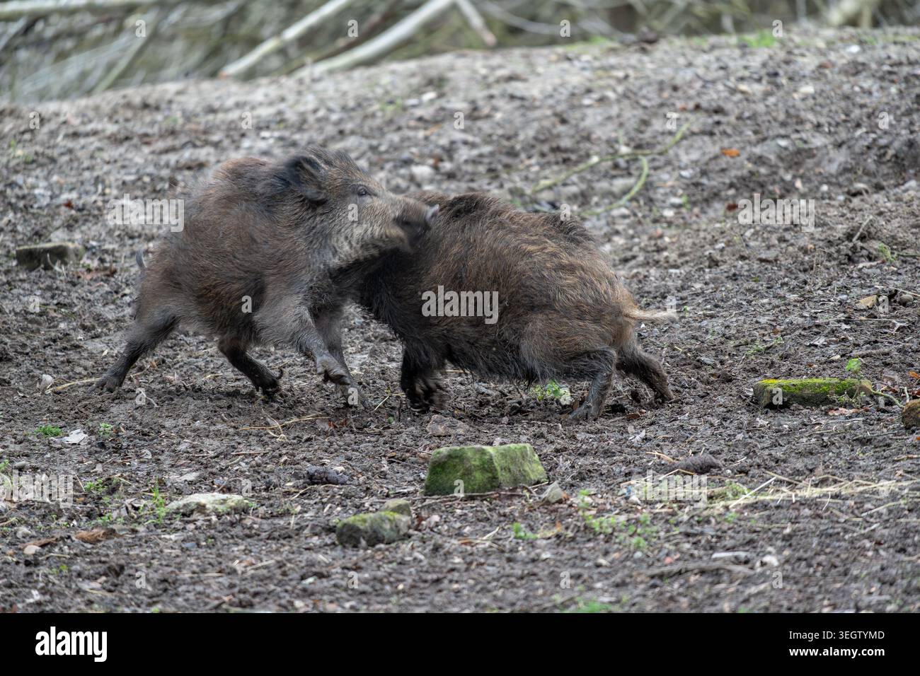 Witness the lively interaction between two robust wild boars as they ...