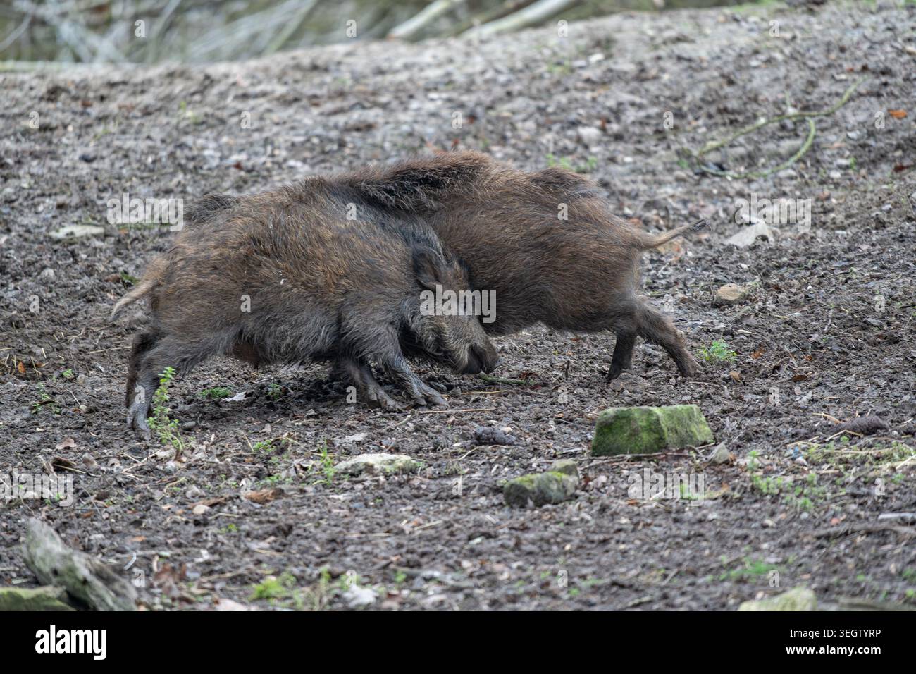 Witness the lively interaction between two robust wild boars as they ...