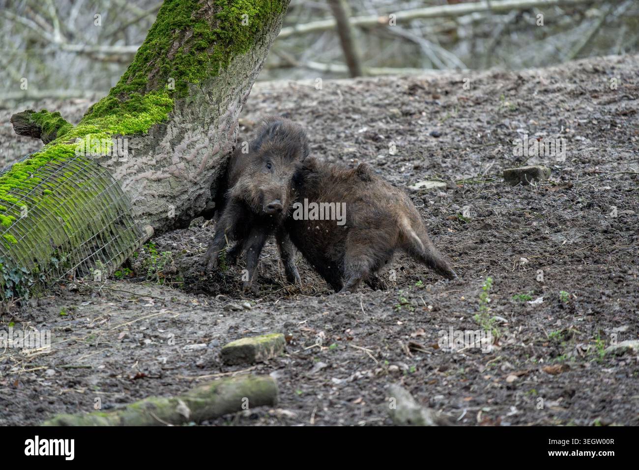 Witness the lively interaction between two robust wild boars as they ...