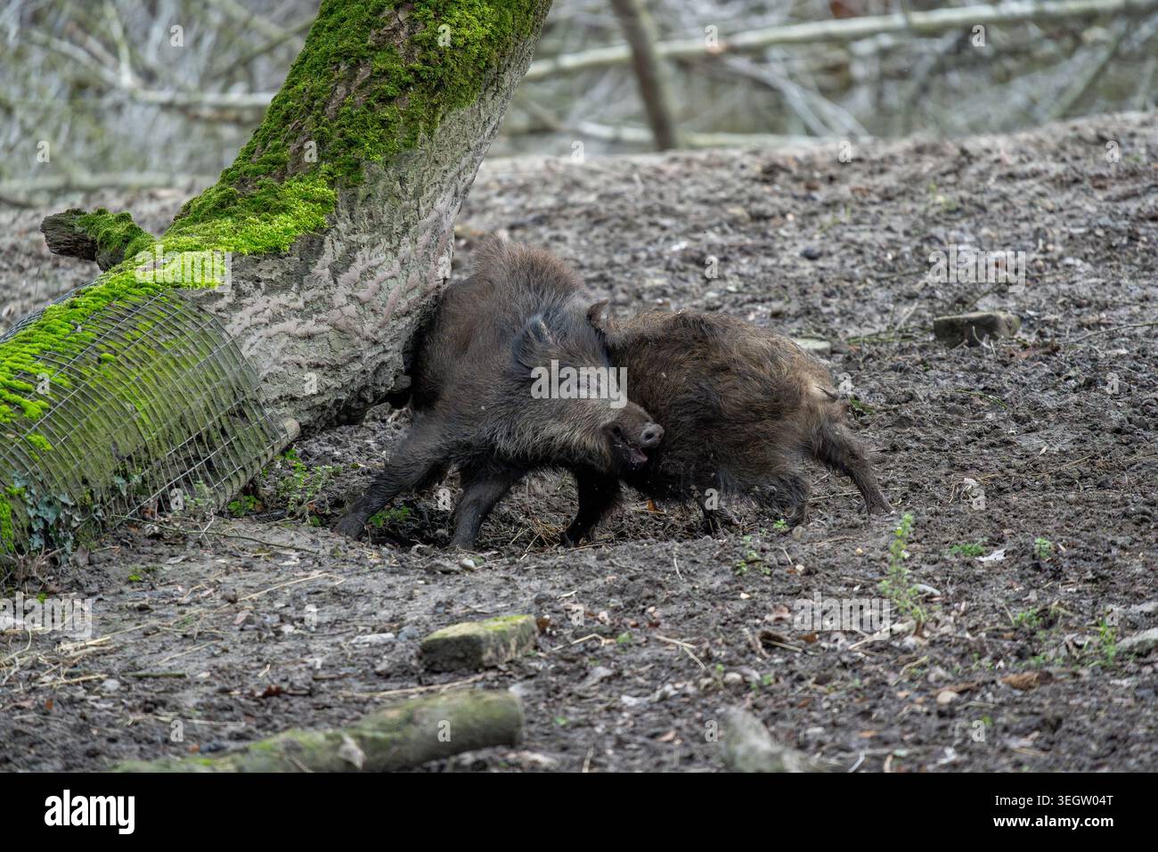 Witness the lively interaction between two robust wild boars as they ...