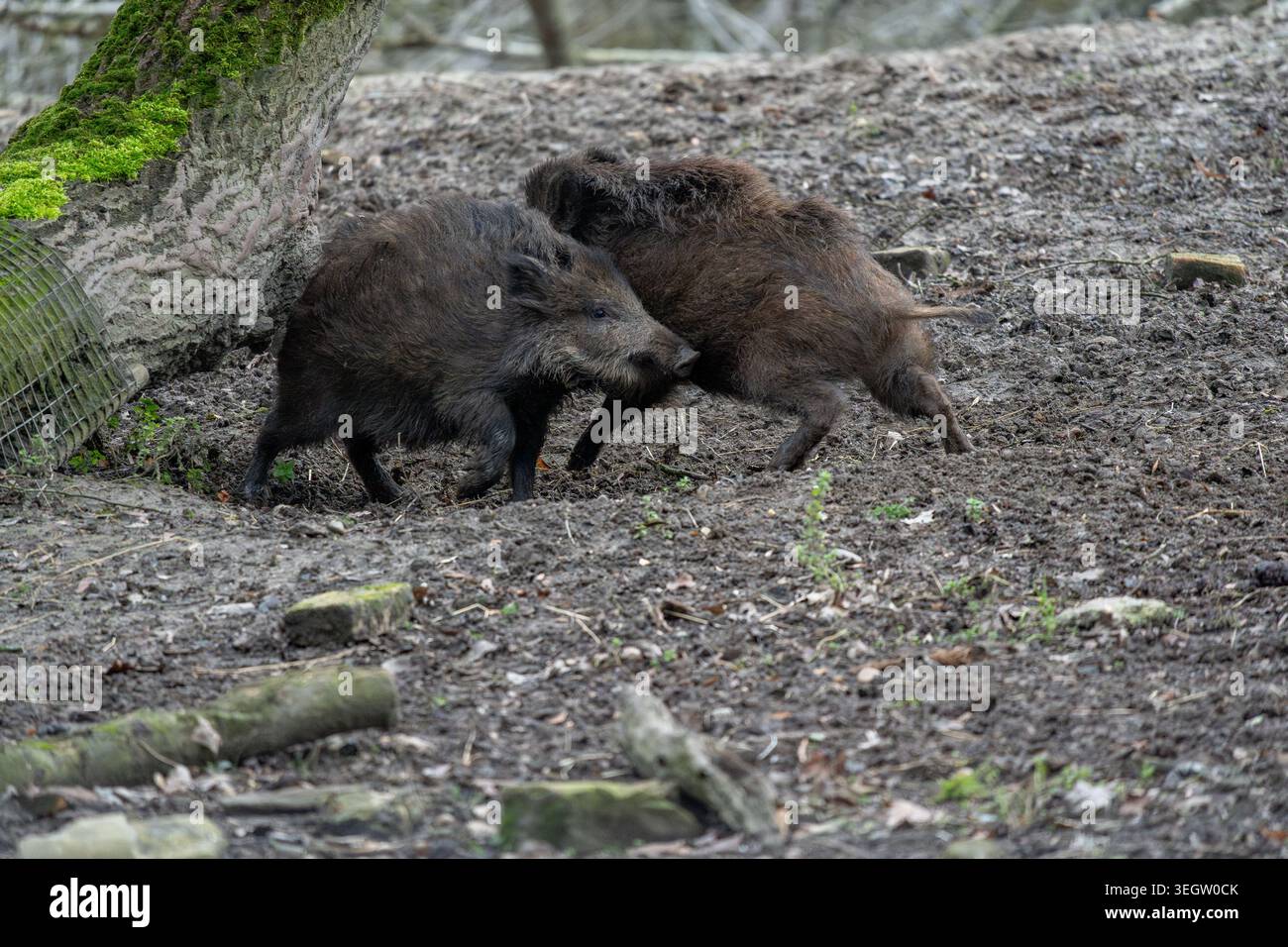 Witness the lively interaction between two robust wild boars as they ...