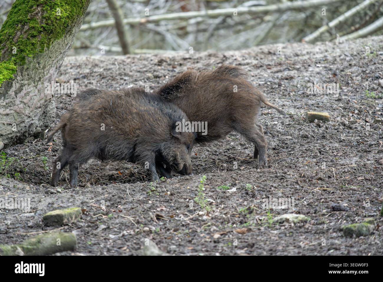 Witness the lively interaction between two robust wild boars as they ...