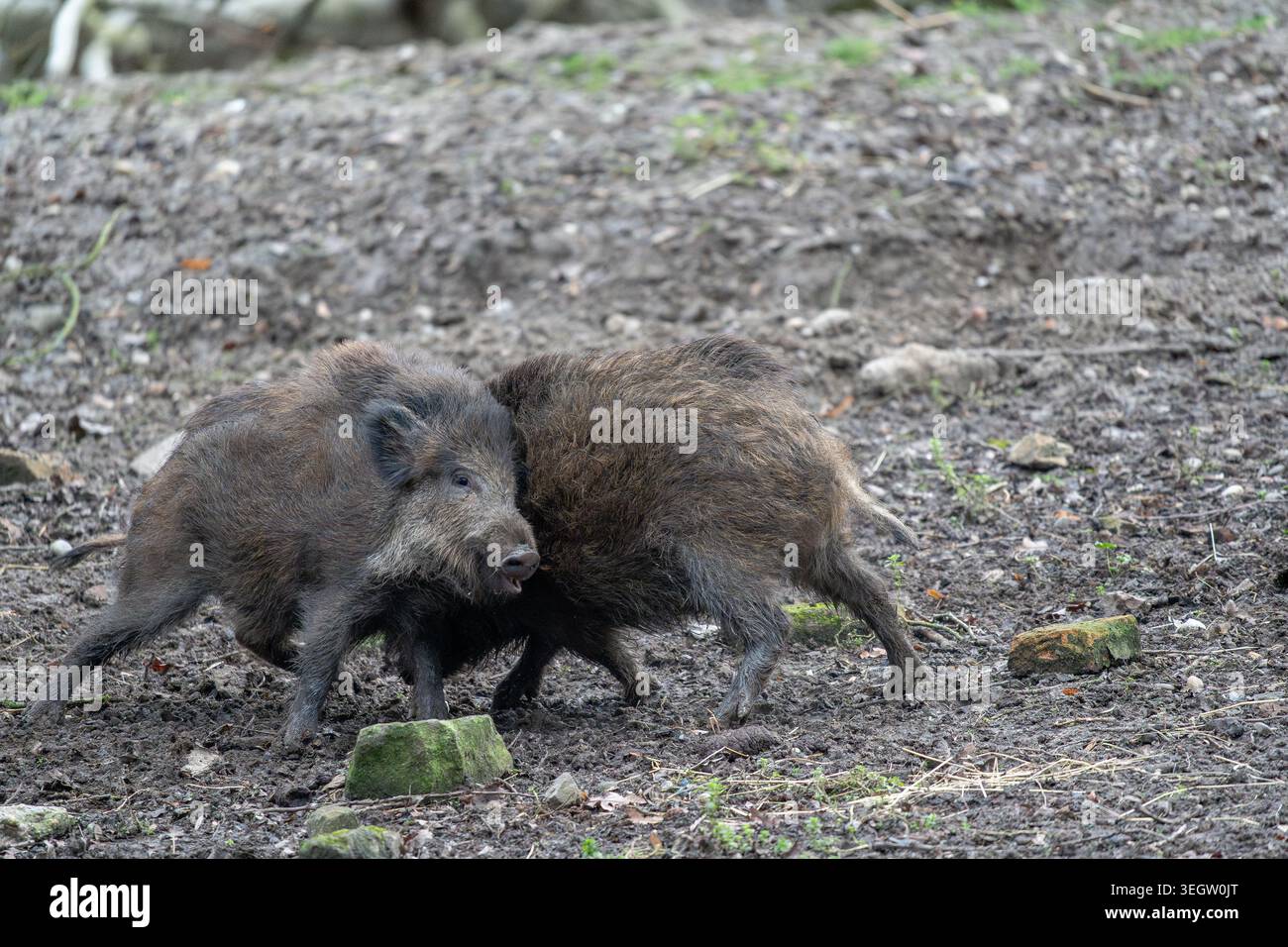 Witness the lively interaction between two robust wild boars as they ...