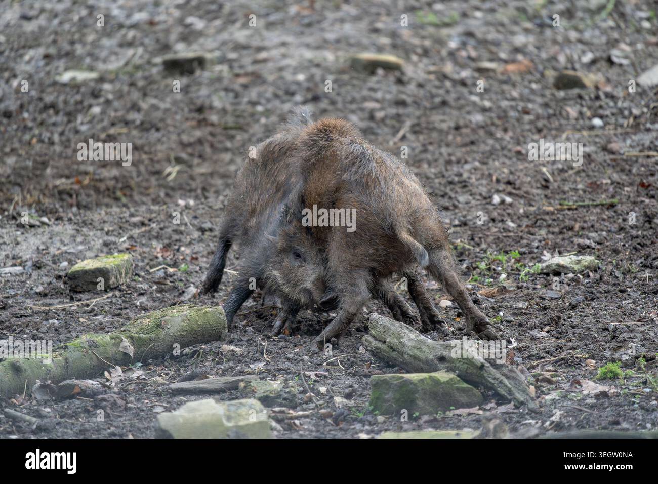 Witness the lively interaction between two robust wild boars as they ...