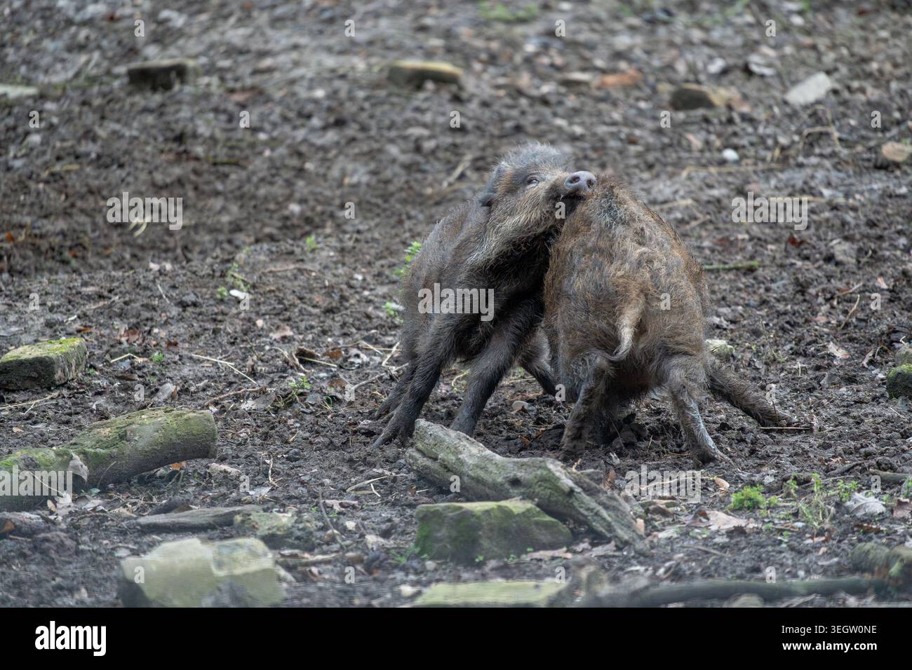 Witness the lively interaction between two robust wild boars as they ...