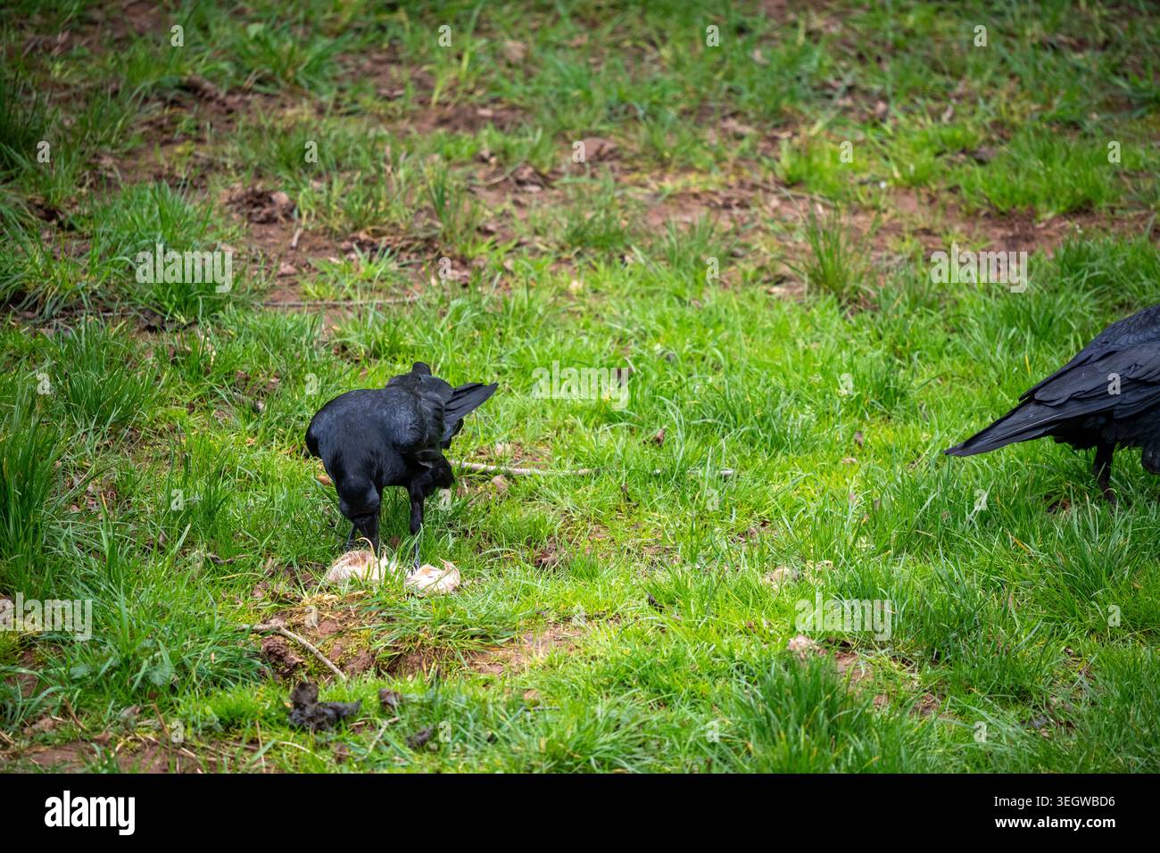 Two intelligent crows are captured in their element, diligently ...