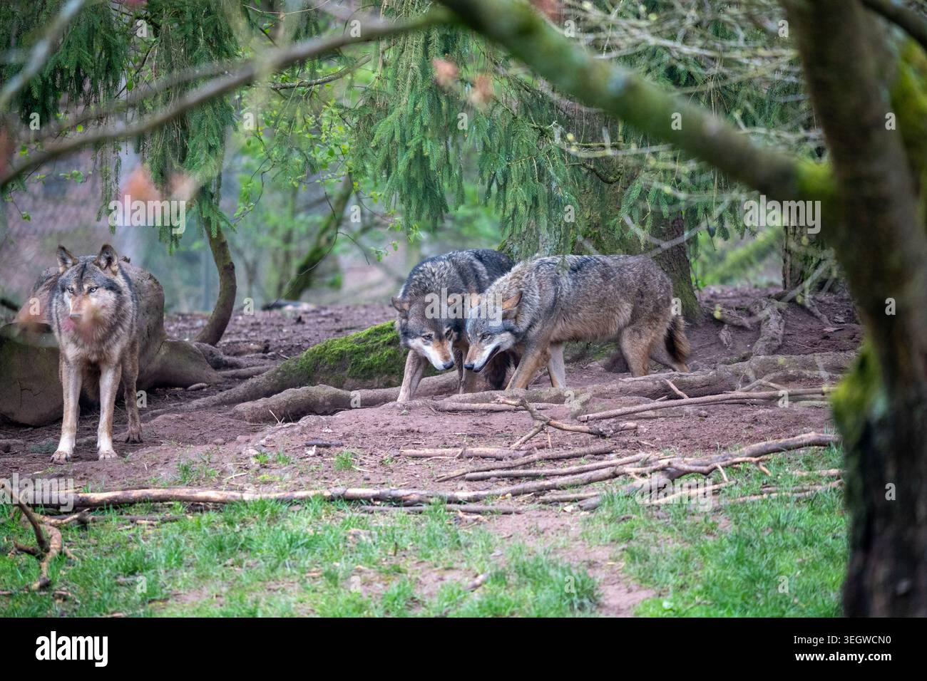 A powerful and intimate portrayal of a grey wolf pack engaging in ...