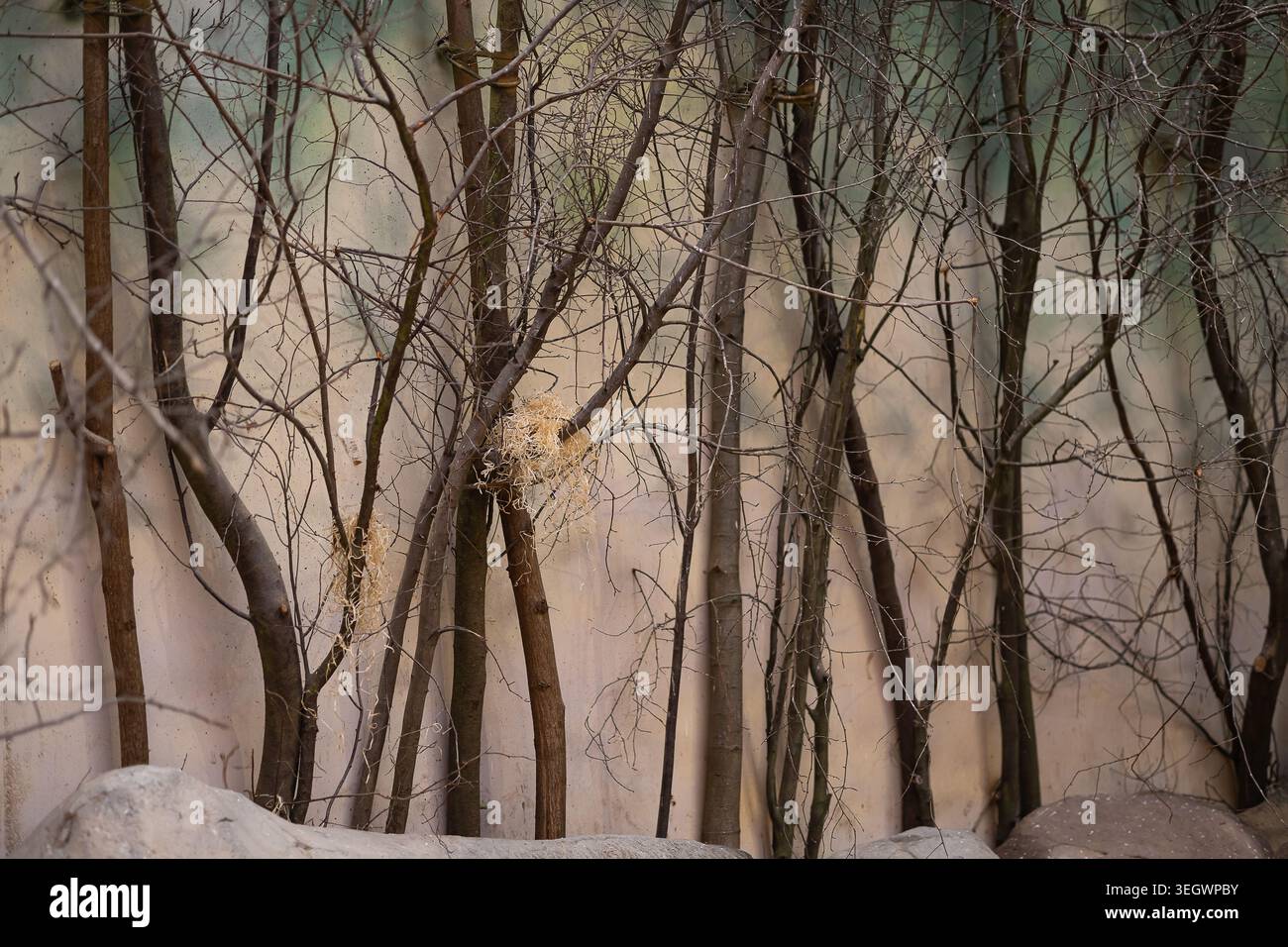 Decorative tree branches and natural wall design inside bird zoo ...
