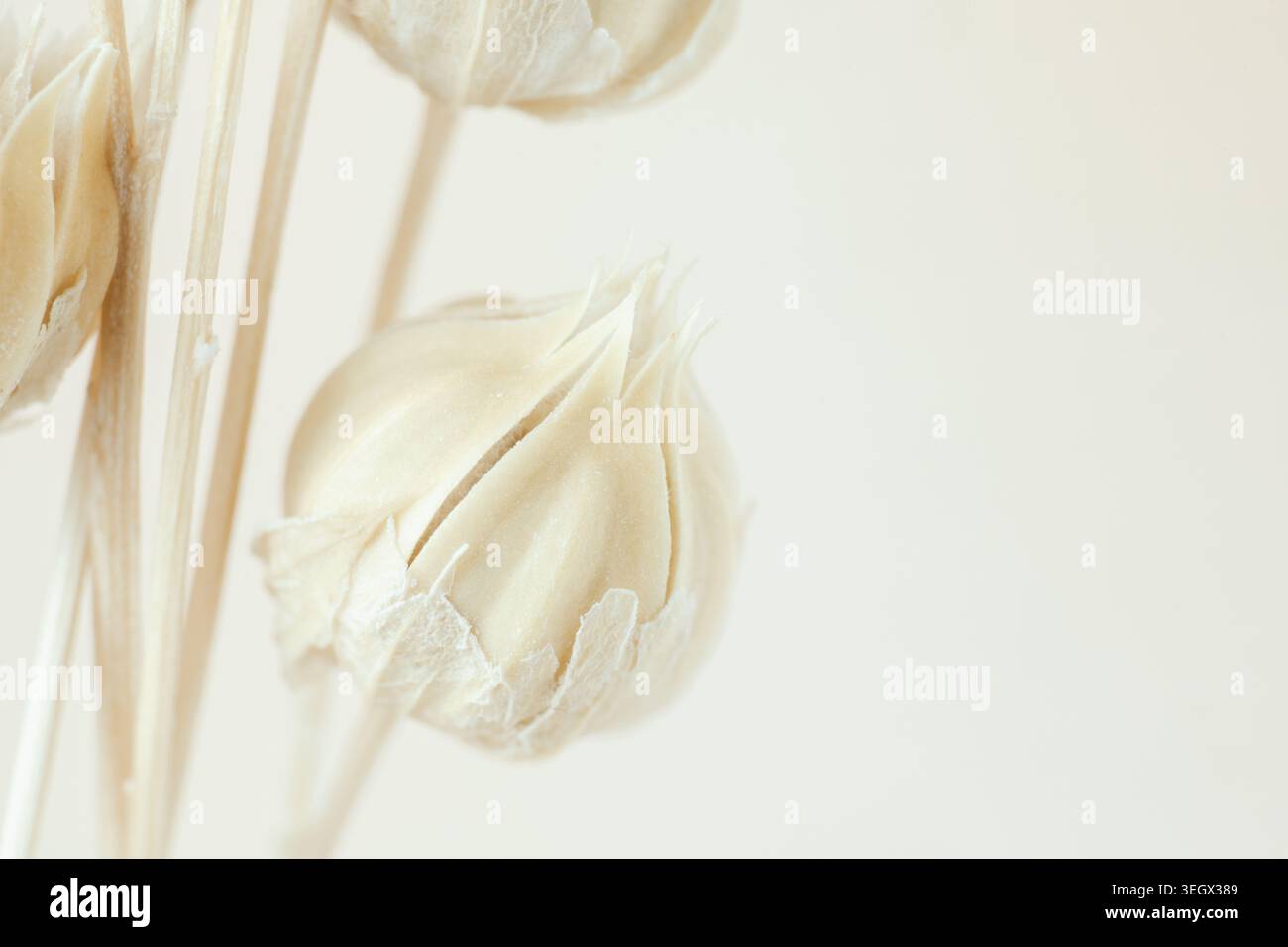 Dry flower buds on stems close up macro background on light backdrop front view Stock Photo
