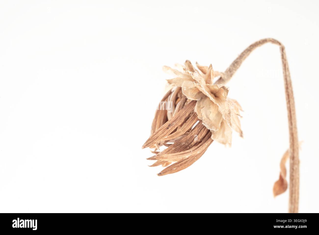 Dry flower bud on stem isolated on light background with copy space front view Stock Photo