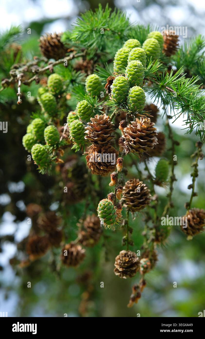 emerging pine cones on conifer tree, norfolk, england Stock Photo