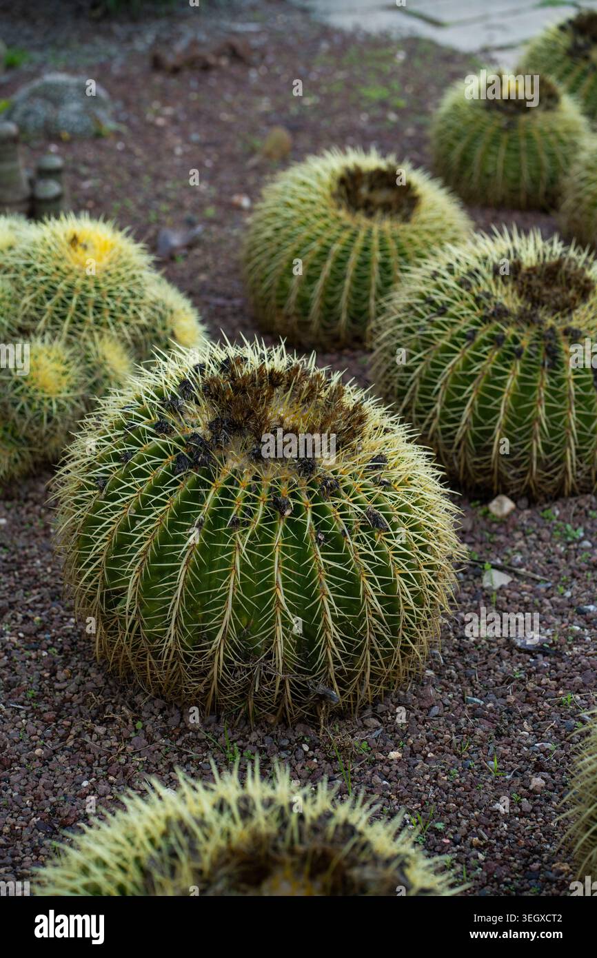 Desert cactus rocky terrain hi-res stock photography and images - Alamy