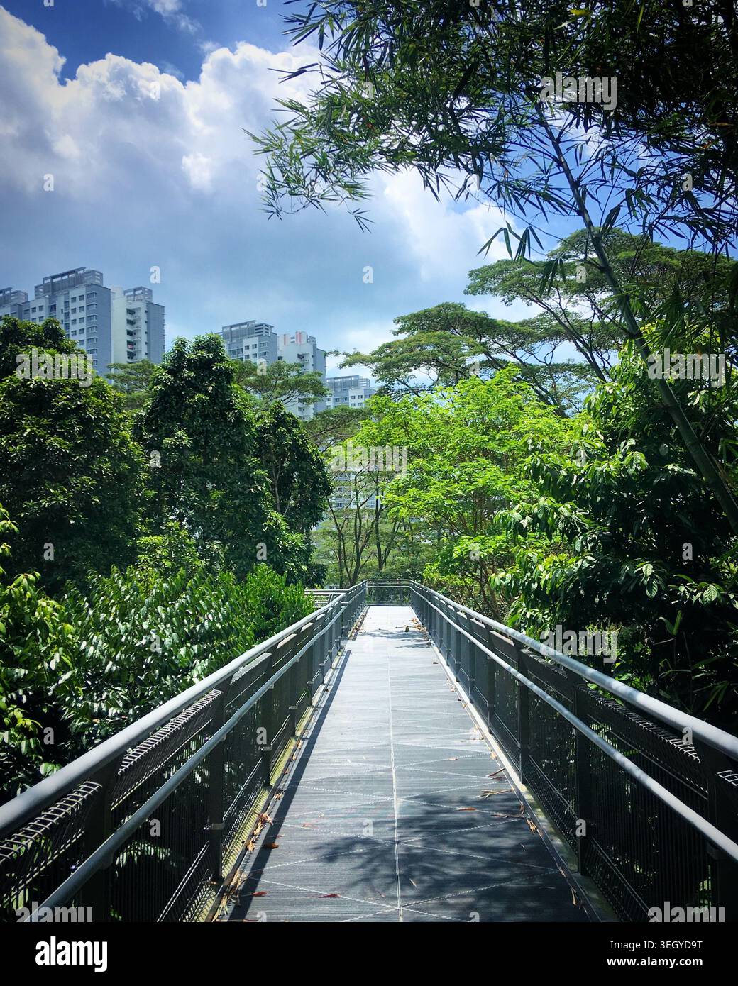 Path Loop Elevated An elevated walkway in Singapore leads through lush, green forest ...