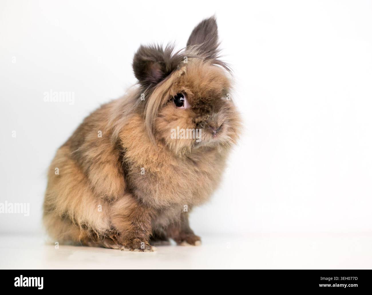 A young fluffy Lionhead rabbit sitting on a white background Stock Photo