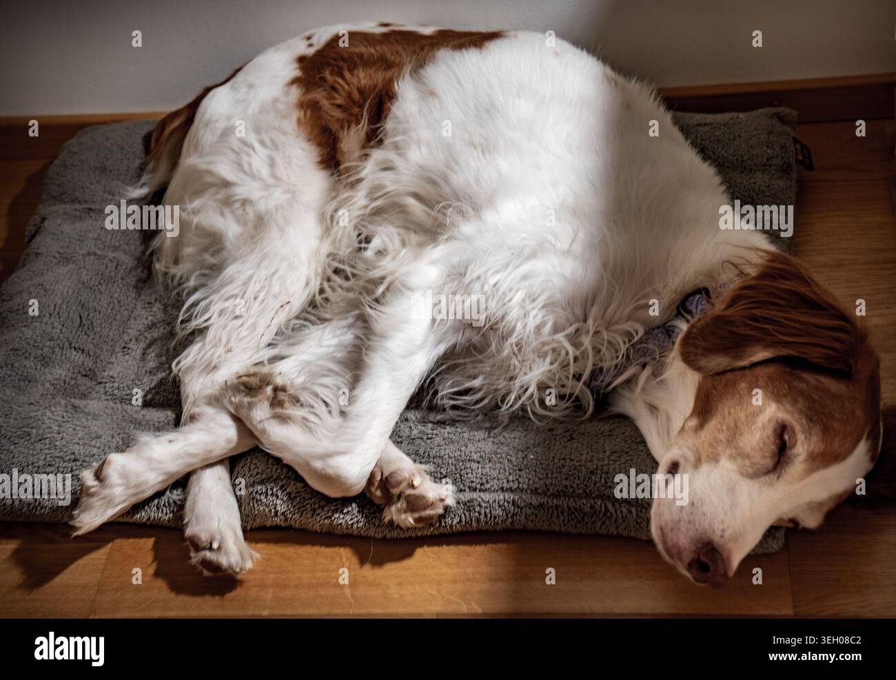 Dog sleeping peacefully on comfortable pet bed Stock Photo