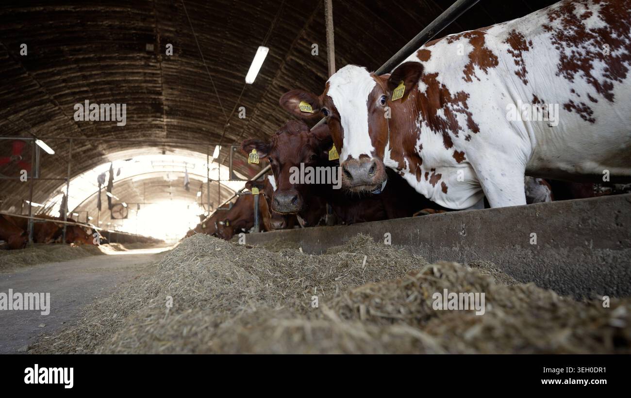 Dairy cows eating hay and feed inside a modern farm barn, resting and ...