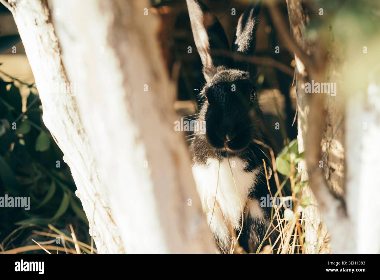 Black and White Rabbit Hiding in Bushes Stock Photo - Alamy