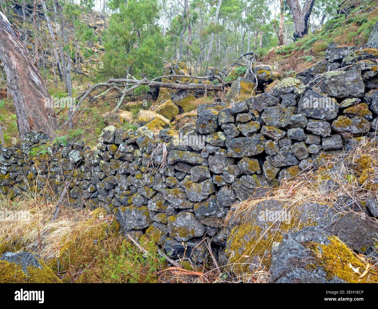 Basalt fence built by early farmers, Budj Bim National Park Stock Photo ...