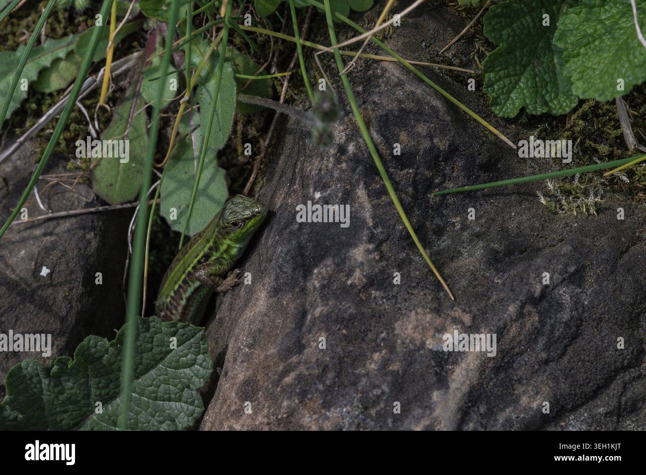 Lizard on a meadow with rocks and white daisies Stock Photo