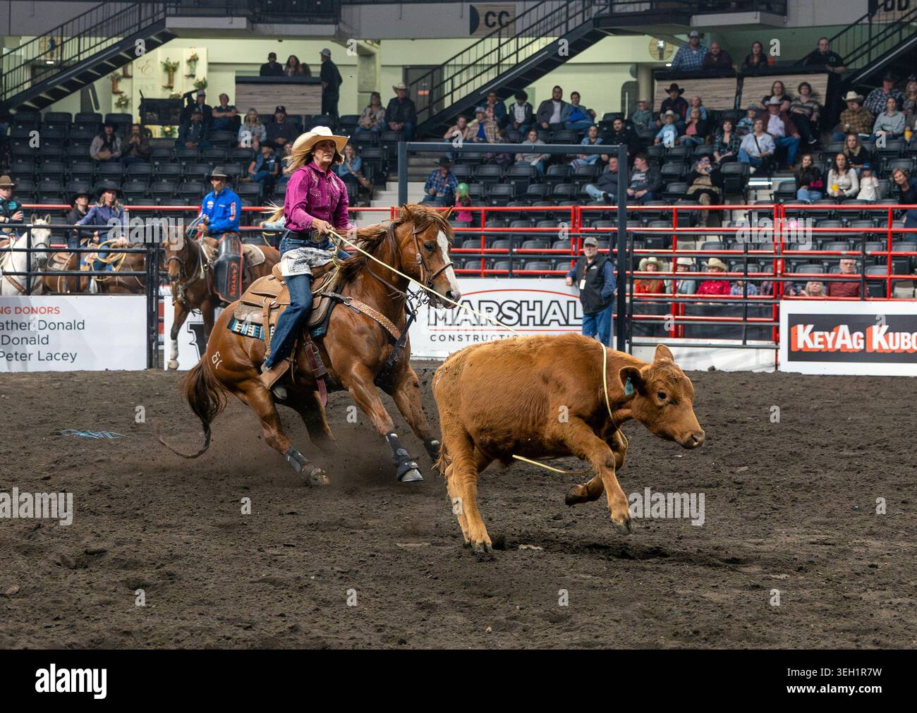 Red Deer, Canada. 21 May, 2026. Tori Bird ropes a cow at the Red Deer ...