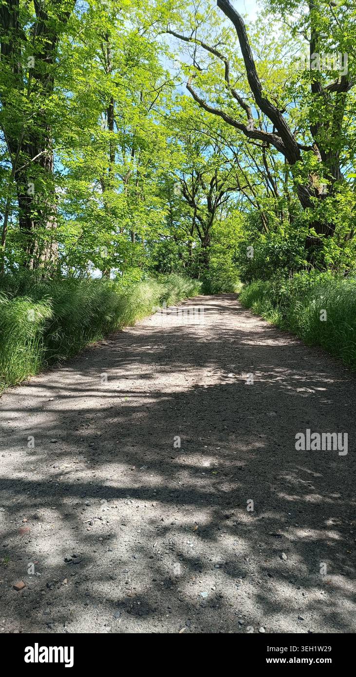 Sunny Dirt Path Through Lush Green Forest Stock Photo