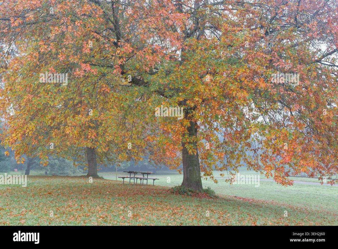 A Seat In Autumn Stock Photo