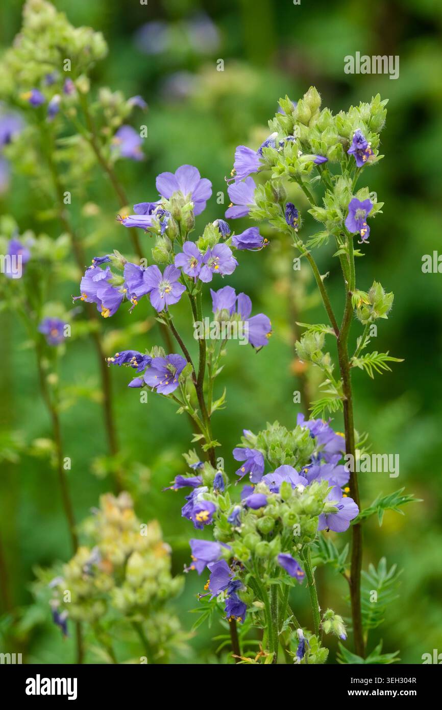Blue jacobs ladder polemonium caeruleum hi-res stock photography and images  - Alamy