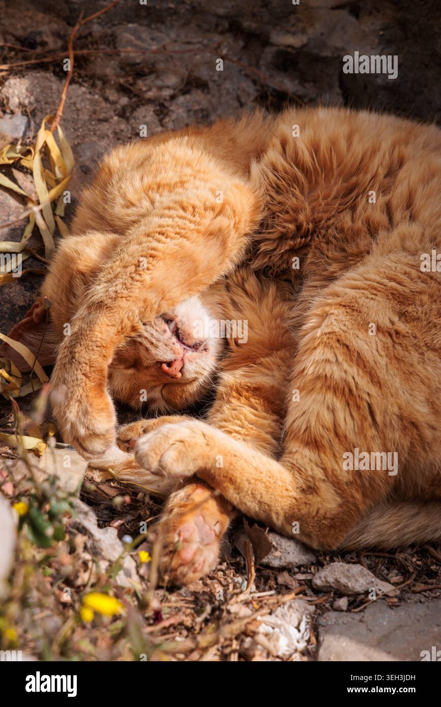 Sleeping orange tabby cat in Hydra, Greece. Stock Photo