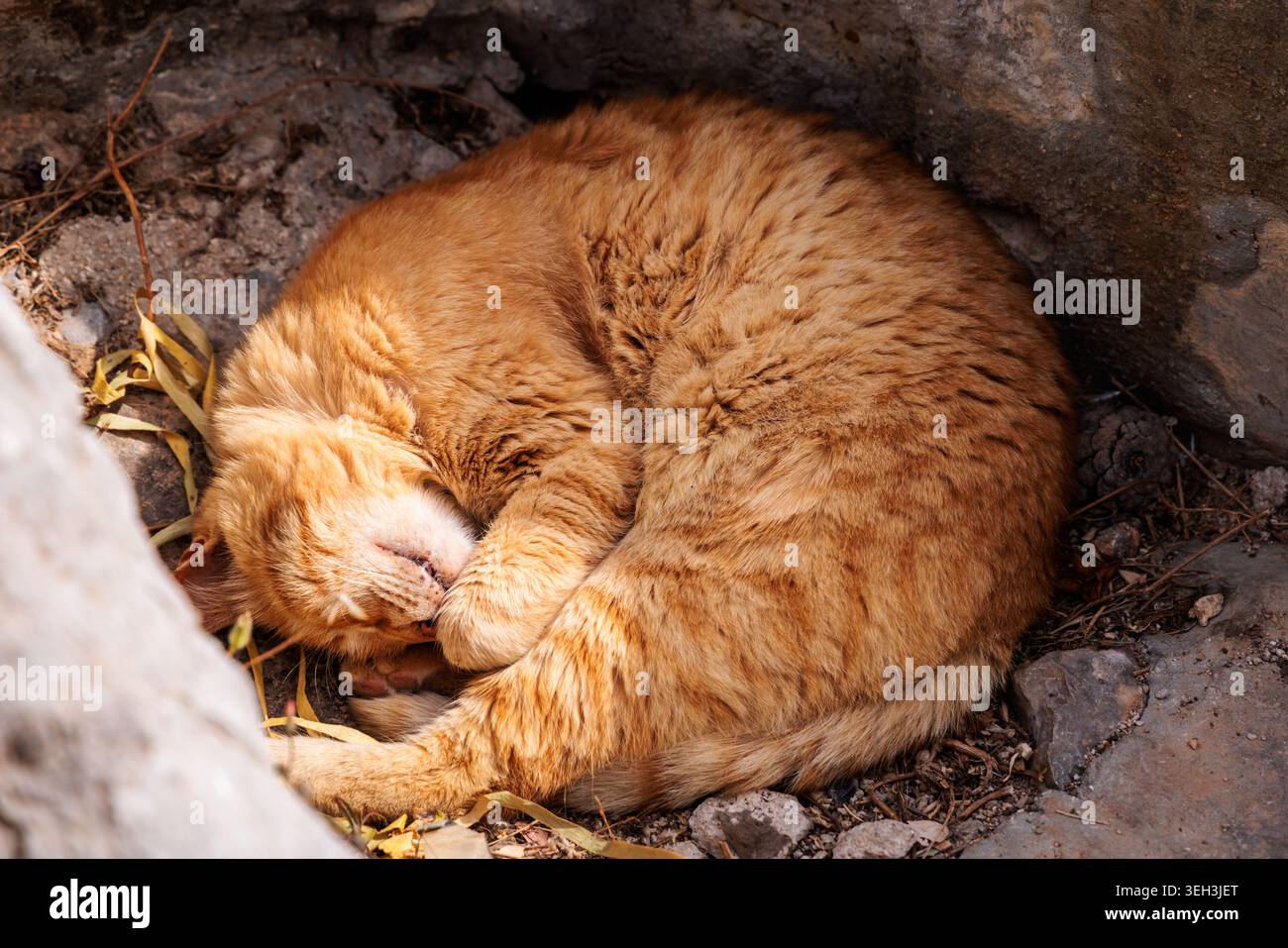 Sleeping orange tabby cat in Hydra, Greece. Stock Photo