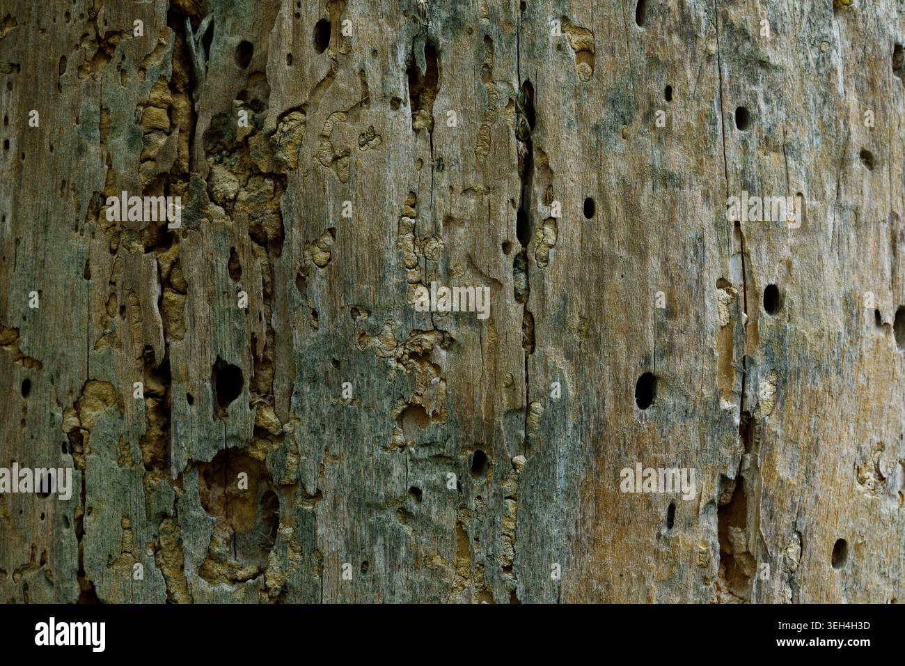 Tree texture background close up natural wood pattern Stock Photo