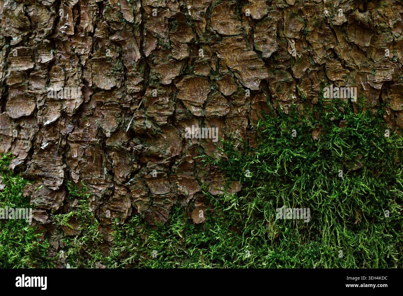 Tree moss bark texture background close up natural wood pattern Stock Photo