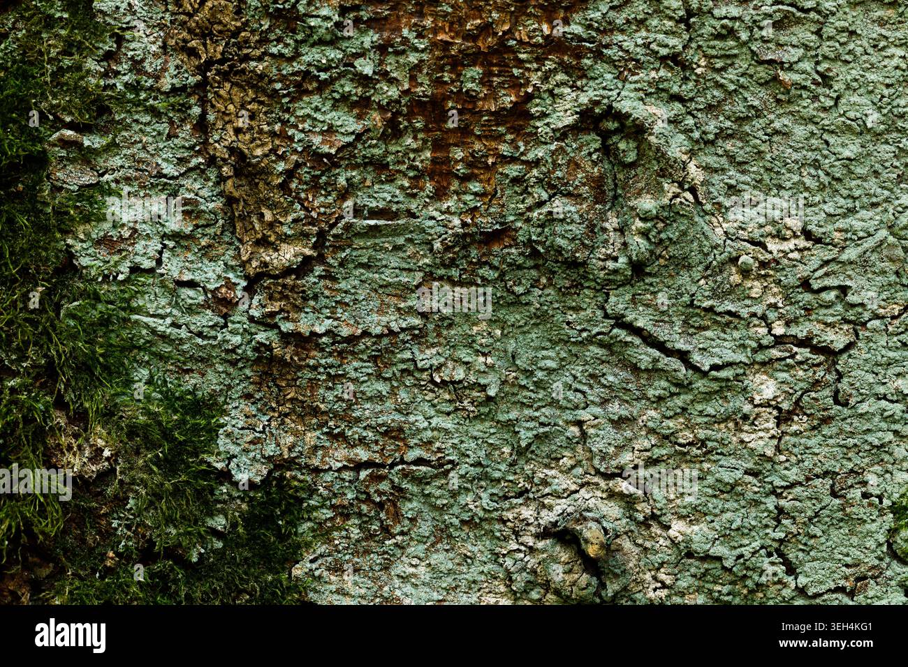 Tree moss bark texture background close up natural wood pattern Stock Photo