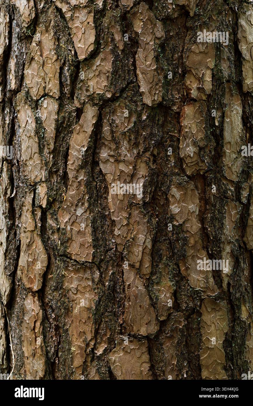 Tree bark texture background close up natural wood pattern Stock Photo