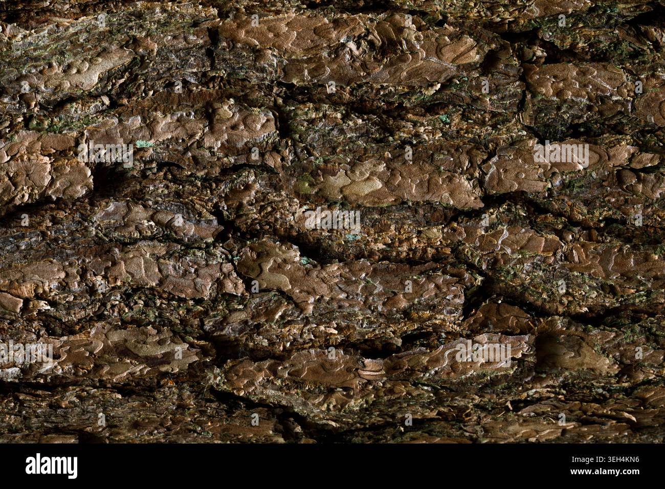 Tree bark texture background close up natural wood pattern Stock Photo