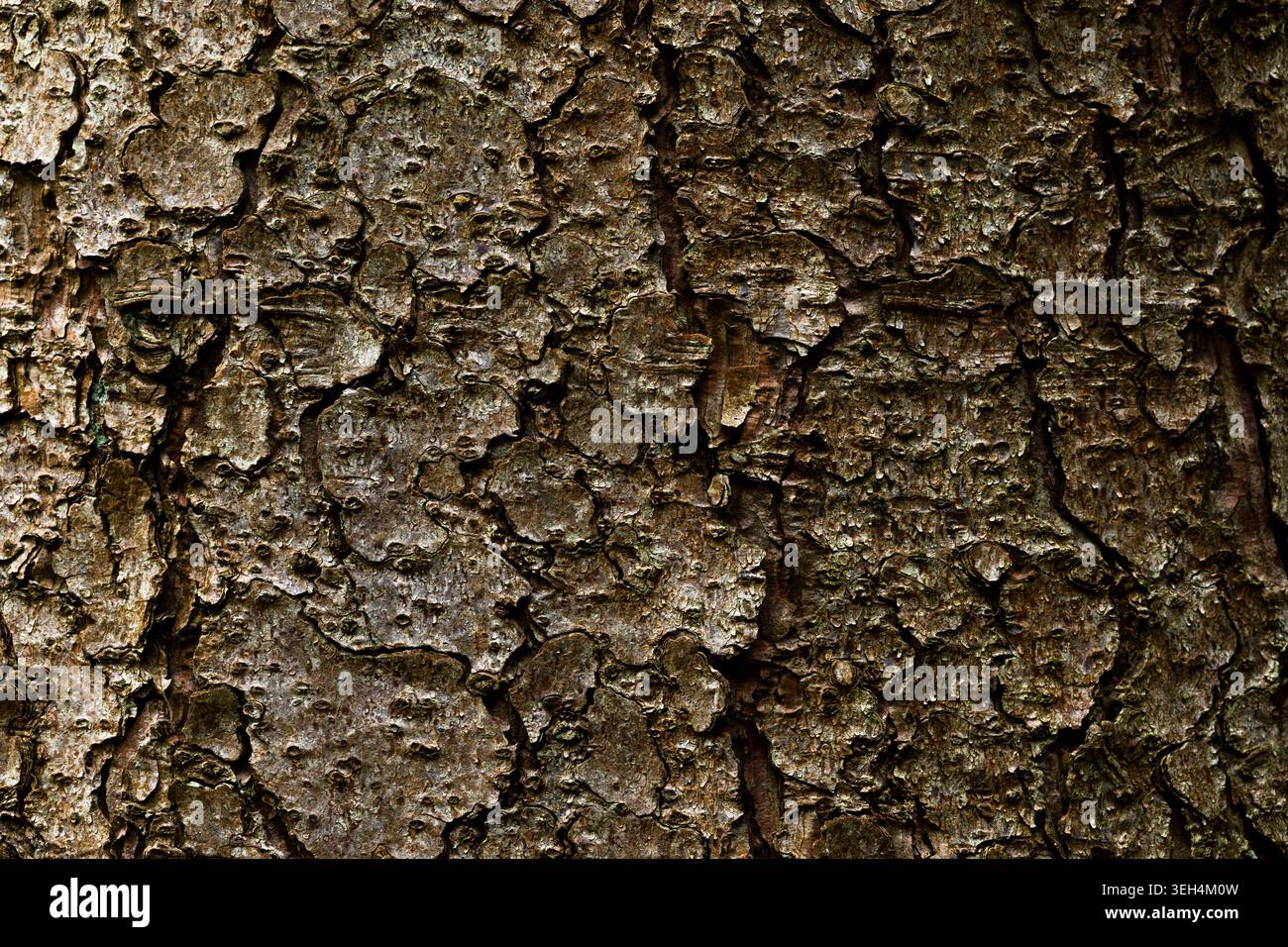 Tree bark texture background close up natural wood pattern Stock Photo