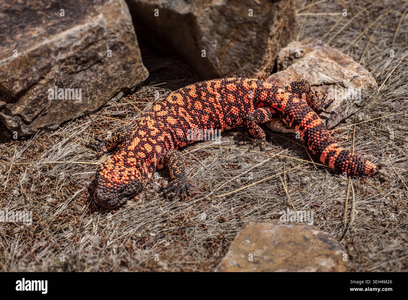 Heloderma suspectum is a large venomous lizard native to the deserts ...