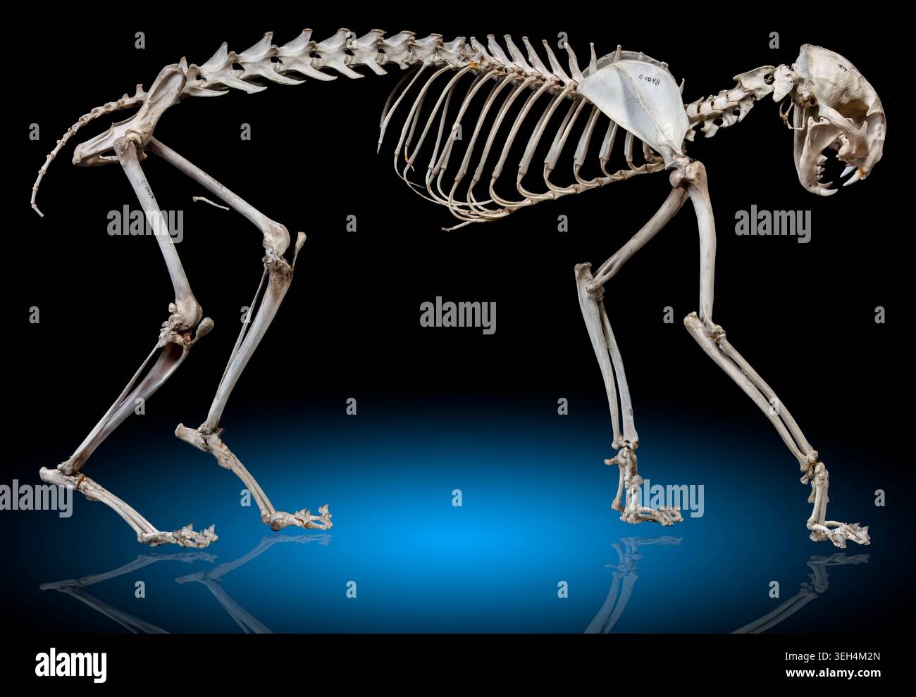 Bobcat skull hi-res stock photography and images - Alamy