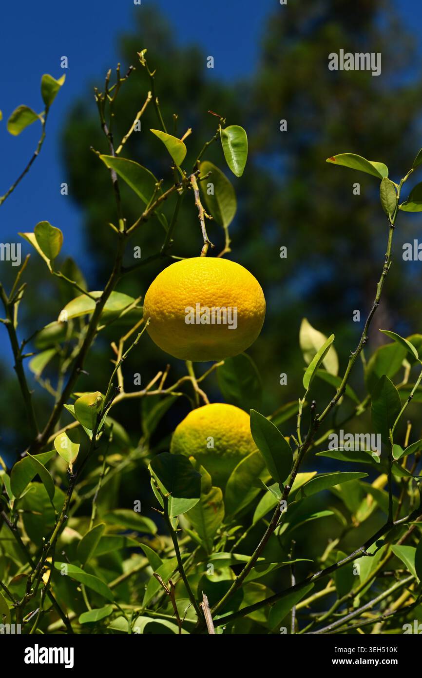 Pomelo fruit (citrus maxima) growing on a tree Stock Photo
