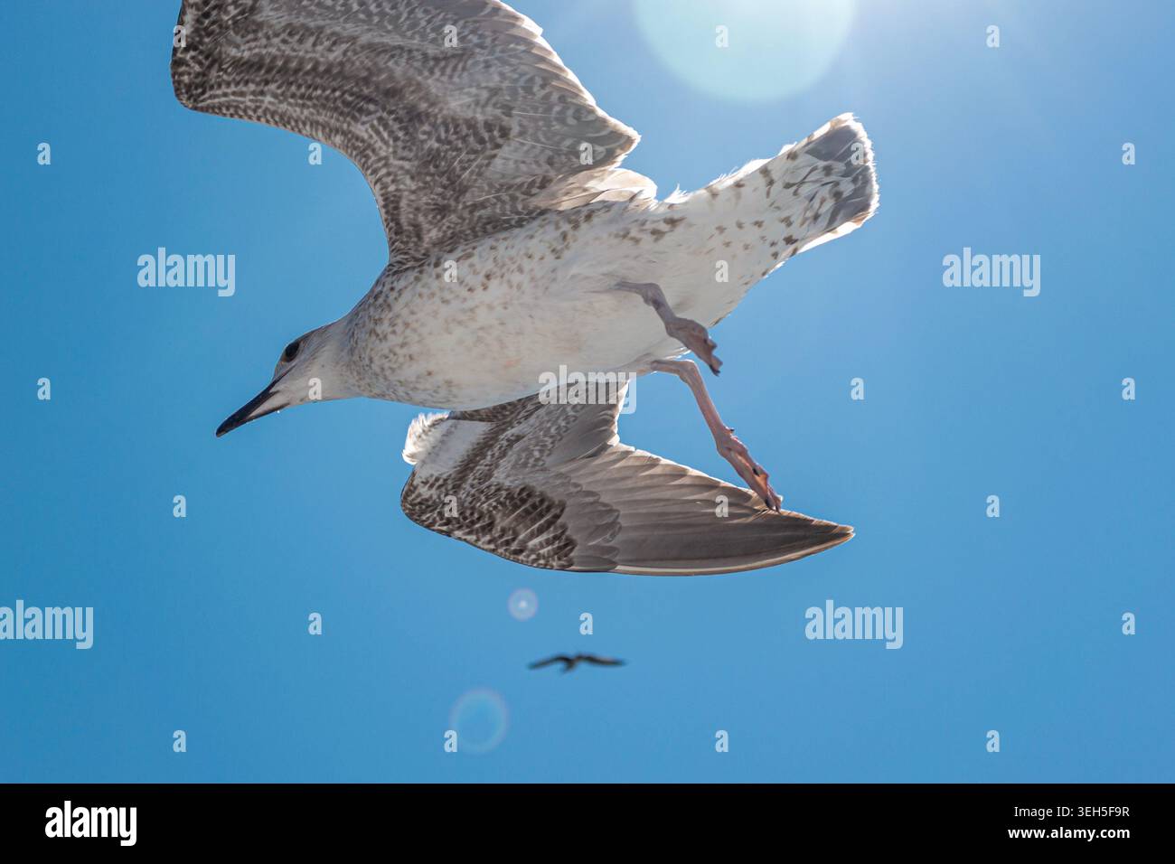 Seagull flying against deep blue sky with sunlight from below Stock Photo