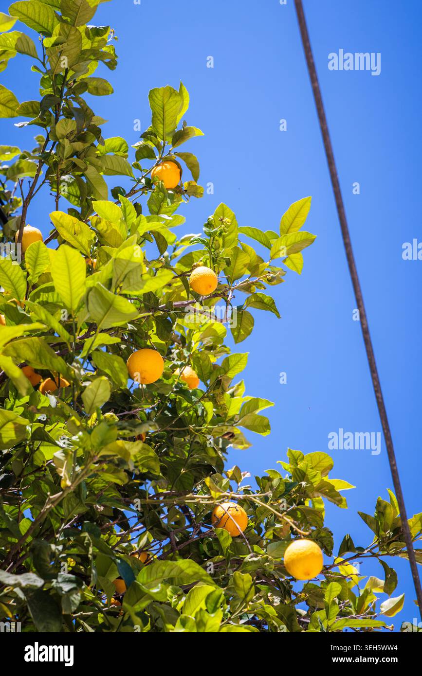 Lemons growing on a tree in Hydra, Greece. Stock Photo